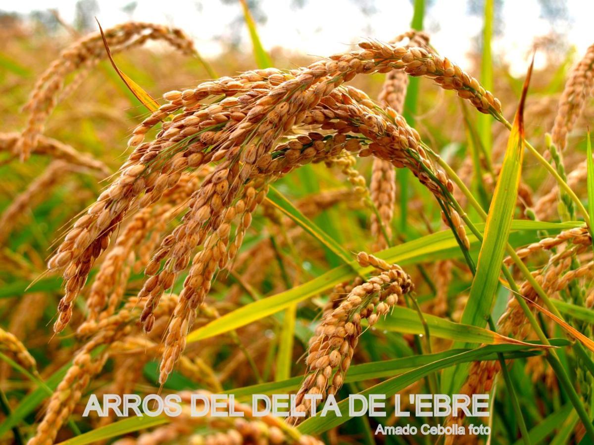 Villa Paquita - Delta De L'Ebre Deltebre Luaran gambar